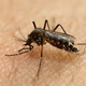 Illustration for article titled Oh Great, Now Florida Has a Mosquito That Can Carry Yellow Fever